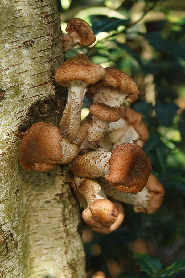 Armillaria ostoyae Sombere honingzwam 